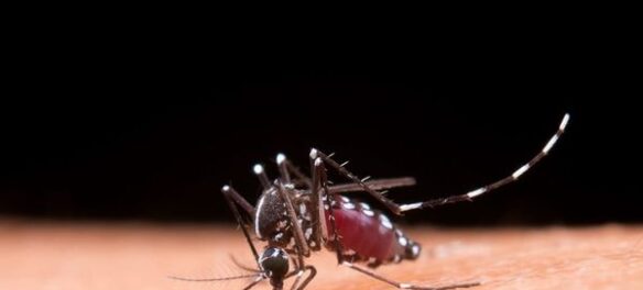 Solicitan a los vallecaucanos reforzar medidas contra el dengue.
