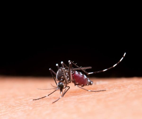 Solicitan a los vallecaucanos reforzar medidas contra el dengue.