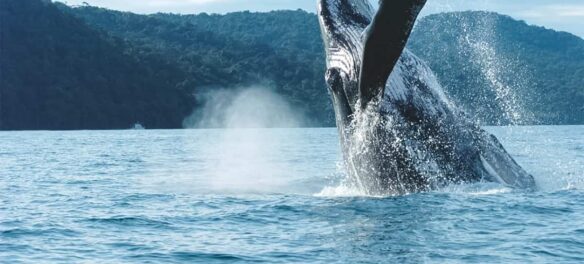 Cartago Noticias Hoy: Temporada de avistamiento de ballenas dio empujón al turismo en Valle del Cauca
